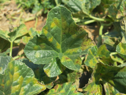 Symptôme foliaire typique du au mildiou, taches angulaires sur face supérieure de feuille de melon